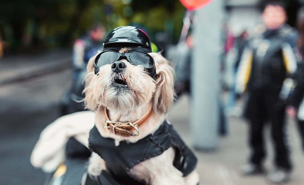 Best Dog Motorcycle Helmets & Glasses for Being Road Worthy — Bikernet